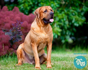 Тоса-ину (японский мастиф) Tosa-Inu, Tosa-Ken, Japanese Mastiff