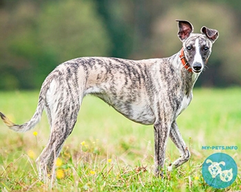 Уиппет (малая английская борзая) Whippet, English Whippet, Snap dog