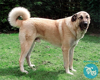 Анатолийская овчарка (турецкий кангал, карабаш) Anatolian Shepherd Dog