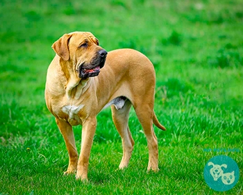 Фила бразилейро Fila Brasileiro, Brazilian Mastiff, Fila