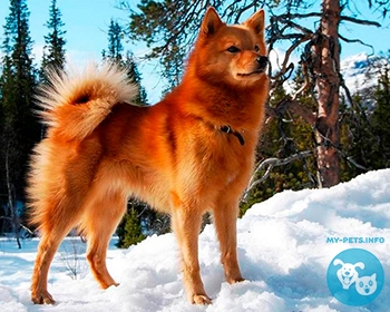 Финская лайка (карело-финская лайка) Finnish Spitz