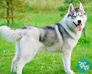 Хаски (сибирский хаски) Siberian Husky, Chukcha, Husky, Icee, Sibe