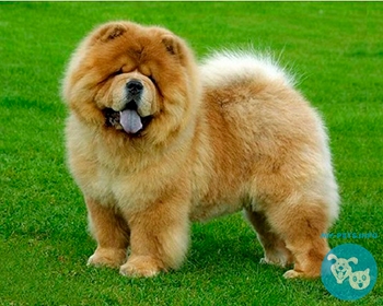 Чау Чау Chow Chow