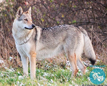 Чехословацкая волчья собака Czechoslovakian Wolfdog