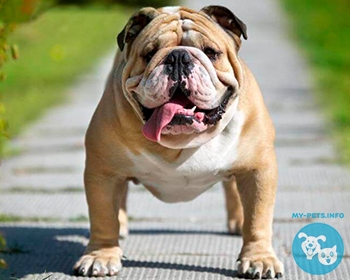 Английский бульдог Bulldog, English Bulldog