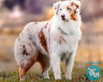 Австралийская овчарка (Аусси) Australian Shepherd, Aussie, Little Blue Dog