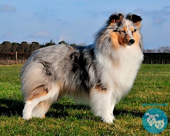 Шелти (шотландская овчарка, миниатюрная колли) Shetland Sheepdog, Shetland Collie, Dwarf Scotch shepherd, Toonie dog, Miniature Collie, Sheltie