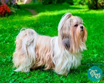 Ши-тцу (собака хризантема) Shih Tzu, Chinese Lion Dog, Chrysanthemum Dog