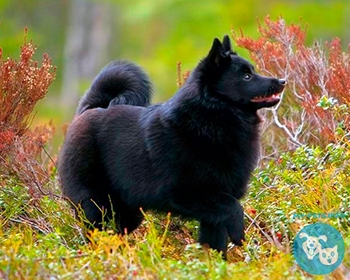 Шипперке (шкиперская собака, шкиперке) Schipperke, Spitzke, Spits, Spitske