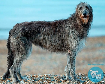 Шотландская борзая (дирхаунд) Scottish Deerhound, Deerhound