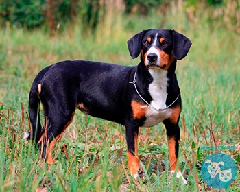 Энтлебухер зенненхунд Entlebucher Sennenhund