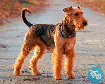 Эрдельтерьер Airedale Terrier, Waterside Terrier, Bingley Terrier, Irish Red Terrier