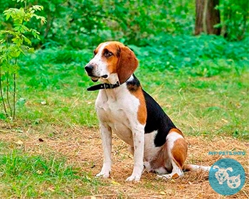 Эстонская гончая Estonian Hound