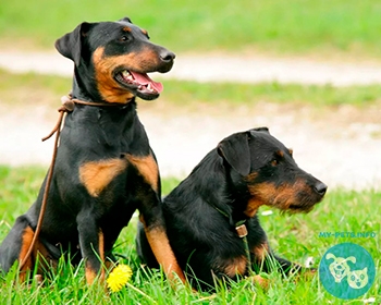 Ягдтерьер Jagd Terrier