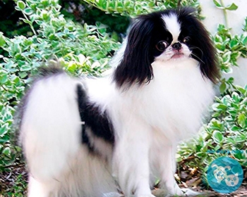 Японский хин Japanese Chin, Japanese Spaniel