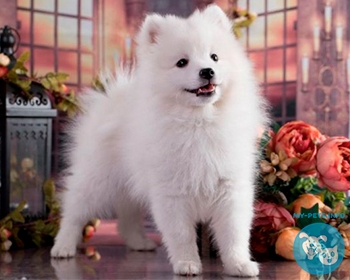 Японский шпиц Japanese Spitz