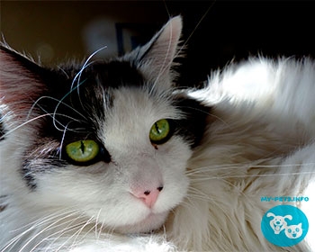 Американская длинношерстная American Longhair Cat