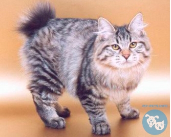 Американский бобтейл American Bobtail