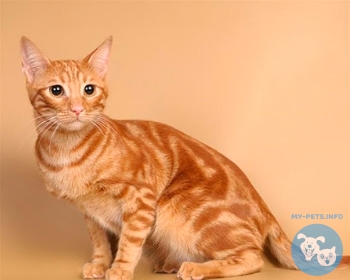 Анатолийская кошка Anatolian Cat