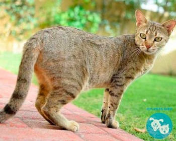Арабский мау (аравийский мау) Arabian Mau, Alley cat