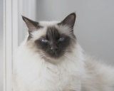 Балинезийская кошка (балинез, балийская кошка)