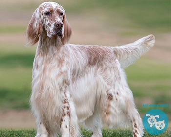 Английский сеттер English Setter, Lawerack, Laverack, Setter