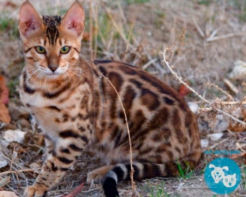 Бенгальская кошка Bengal Cat, American Wirehair