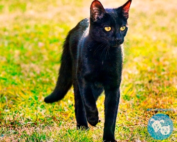 Бомбейская кошка Bombay, Small black Panther