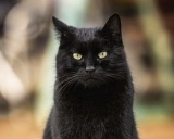 Бомбейская кошка