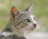 Бразильская короткошерстная кошка