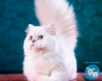 Британская длинношерстная кошка﻿ British longhair