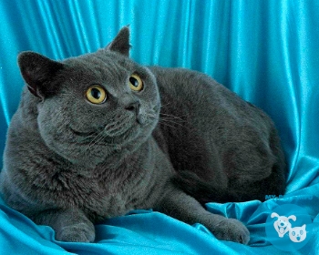 Британская короткошерстная British Shorthair, Highlander, Highland Straight, Britannica