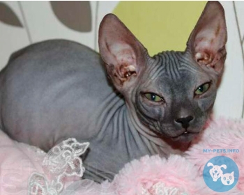 Донской сфинкс Don Sphynx