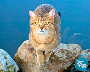 Египетская мау Egyptian Mau, Pharaoh Cat