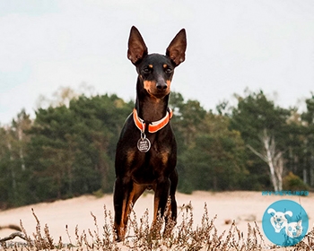 Английский той-терьер (той терьер) English Toy Terrier, Black and tan Toy Terrier, Toy Manchester Terrier