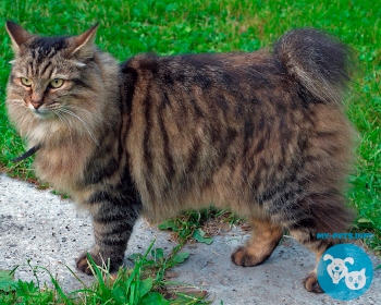 Курильский бобтейл Kurilian Bobtail