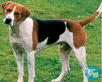 Английский фоксхаунд English Foxhound