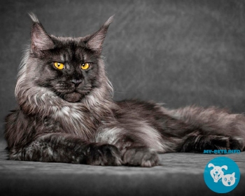 Мейн кун Maine Coon, Maine Cat, Coon Cat, Maine Shag, Snowshoe Cat, American Longhair, The Gentle Giants