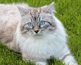 Невская маскарадная кошка
