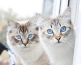 кошка невская маскарадная