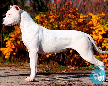 Аргентинский дог Dogo Argentino, Argentinian Mastiff