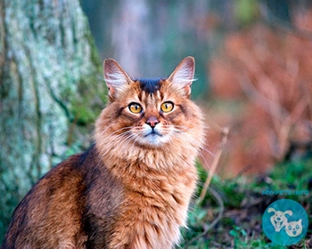 Сомалийская кошка (сомали) Somali, Fox Cat, Long-Haired Abyssinian