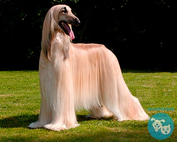 Афганская борзая Afghan Hound, Spay, Ogar Afgan