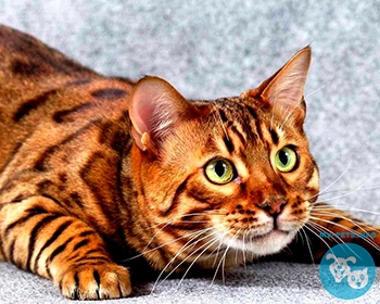 Тойгер Toyger