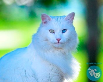 Турецкая ангора (ангорская) Turkish Angora, Ankara