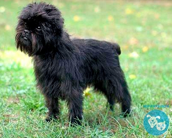 Аффенпинчер Affenpinscher, Affen, Monkey pinscher