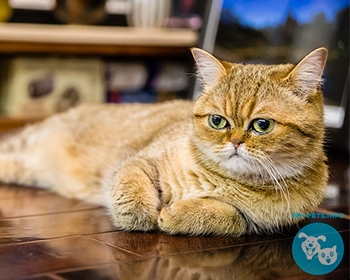 Экзотическая короткошерстная Exotic Shorthair