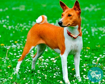 Басенджи Basenji, African Bush Dog, African Barkless Dog, Ango Angari, Congo Dog, Zande Dog