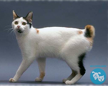 Японский бобтейл Japanese Bobtail, Japanese Truncated Cat