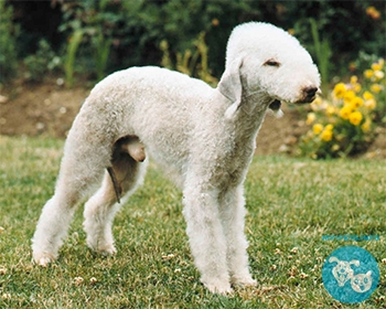 Бедлингтон терьер Bedlington Terrier, Rothbury Terrier, Rodbery Terrier